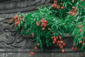 【文史英华】东坡家的荔枝||陈仲文图片