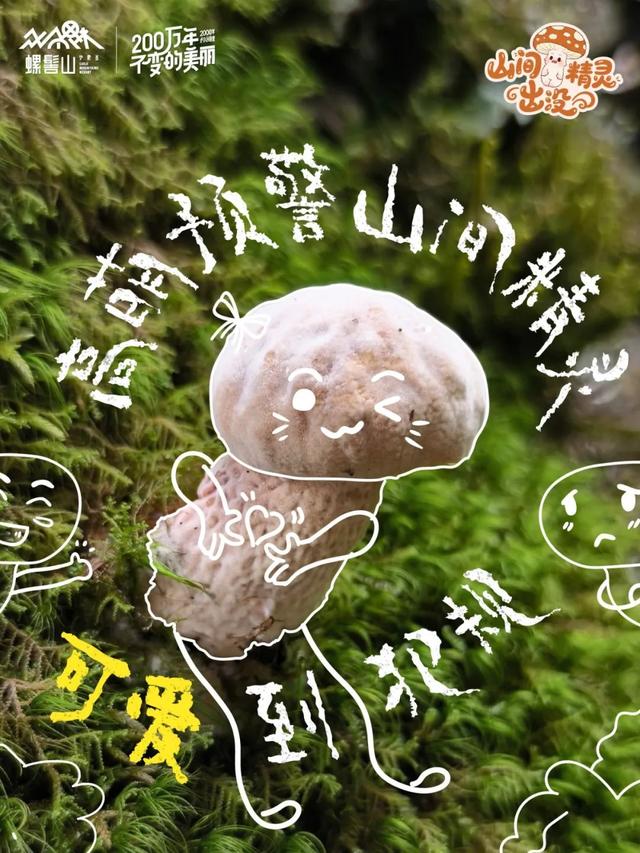 游玩攻略 | 山间精灵出没！快来螺髻山开盲盒