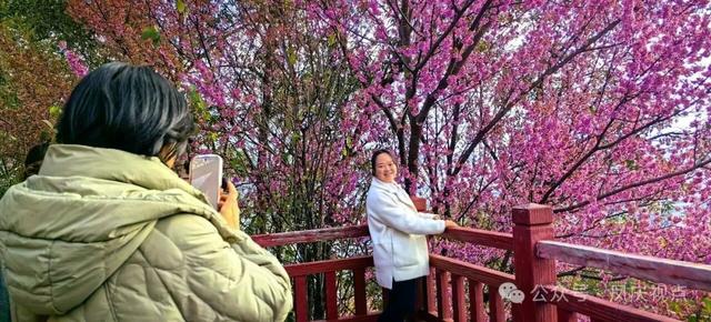 云南凤庆:冬樱粉艳扮城郭 诗意栖居醉游人