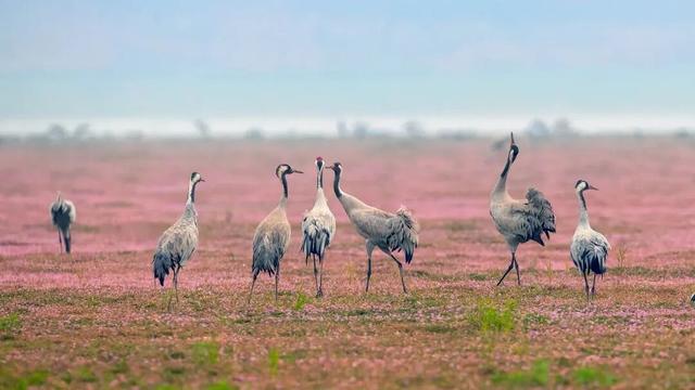 原来冬日里的江西，也会“花开成海”！