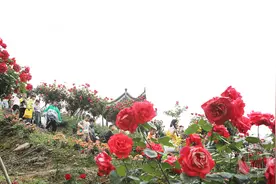 畅游玫瑰花海 乐享天然氧吧图片
