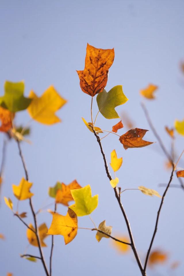 别错过，用Citywalk感受落叶的浪漫→