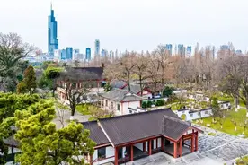 3月第一天南京玄武湖“消息树”开花了，本周末进入观赏期图片