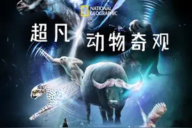 纪录片《超凡动物奇观》中文版上线，叫孩子看起来图片