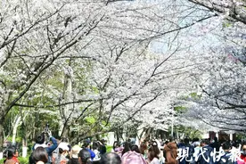 樱花灿若云霞，来南林解锁春日限定浪漫图片