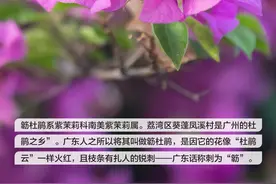 千年花城 每月一花丨簕杜鹃，与广州“双向奔赴”的“绿化明星”图片