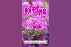 千年花城 每月一花丨簕杜鹃，与广州“双向奔赴”的“绿化明星”图片
