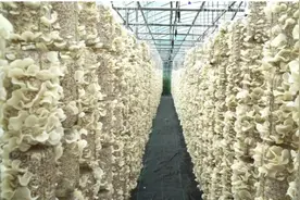 卓尼：白木耳喜迎丰收图片