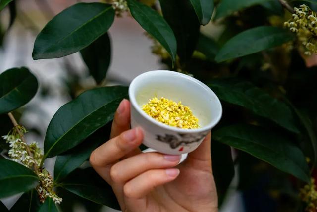 包出片的~城厢古城桂花打卡计划，走起→