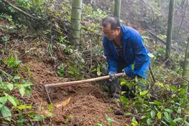 湖南双牌：鲜笋出深山图片