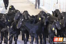 道县：养殖黑山羊致富之路“喜羊羊”图片