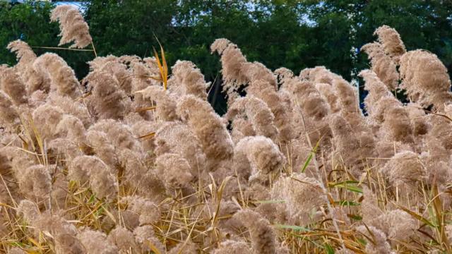 秋景大片都没看，洛阳的秋天，这就结束了？