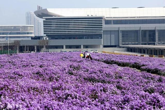 谁能拒绝日照的春天