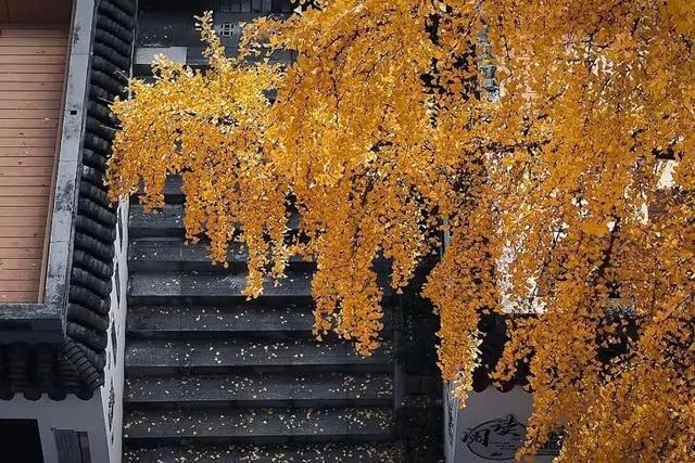 这6个淮南银杏绝美打卡地！码住刷爆朋友圈！