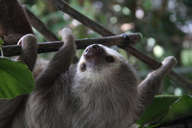 世界微笑日丨那些“天生爱笑”的萌物们