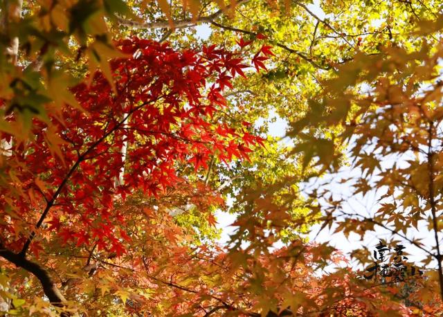 红墙+银杏已就位，本周拍照打卡攻略出炉！