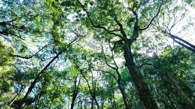 世界最大、亚洲唯一！今晨，他们在30000多棵楠木、8600亩森林，1500年的时光里奔跑......