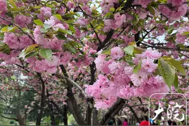 中科大樱花盛开，百米“樱花大道”如梦如幻图片