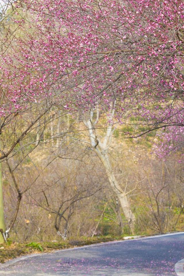 气温直冲20℃！第一波赏花的人已出发