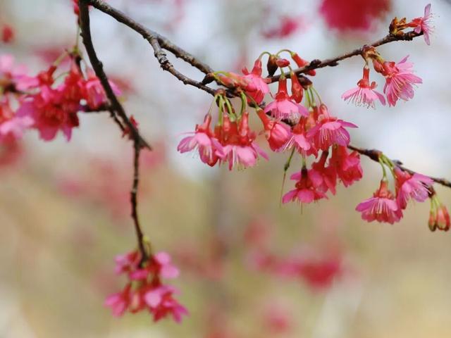 腊八至，春已近！七星岩这片桃红樱粉，是春天递来的浪漫预告~