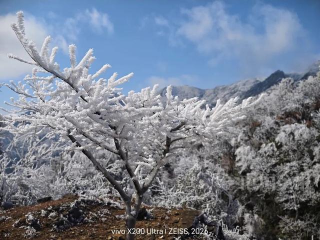 有执念！柳州这个森林公园变身“冰雪王国”，紧急封路也要走上去！