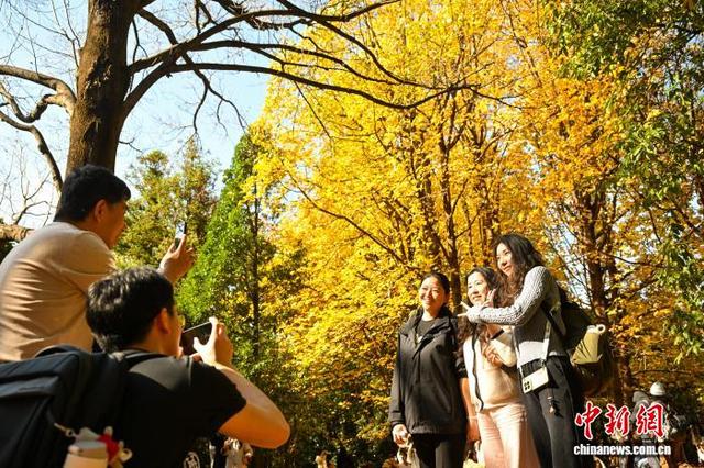 昆明植物园枫香大道层林尽染引八方游客