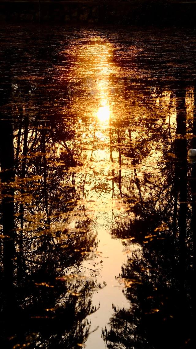 闭眼出片！武汉植物园茶梅进入最佳观赏期 这份浪漫攻略请收好