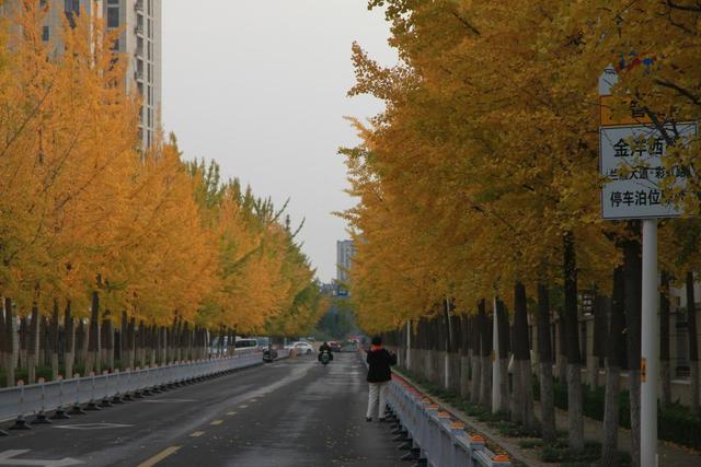 在场丨淄博这条路深秋“变装”，银杏秘境藏着怎样的浪漫？