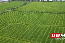 祁阳：万亩水稻制种迎来“赶花”期图片