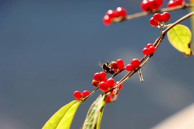新视界｜静谧而美丽！济南的秋天美景欣赏