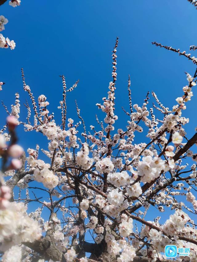 不负春日好时光，潍坊赏花指南请收好