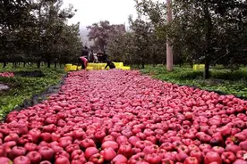 硕果盈枝！秦州区31万亩苹果喜获丰收图片