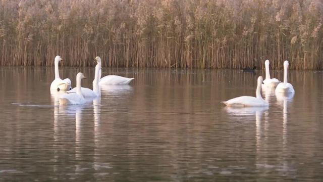 南海新区：天鹅归来鸟儿聚 生态美景入画来
