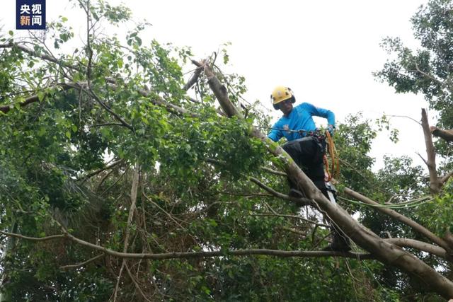 “爬树”也能修学分？这所高校的“攀树课”一课难求！