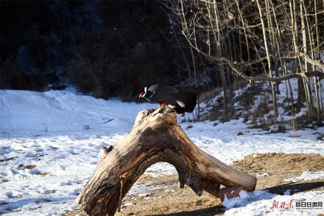快来看！成群蓝马鸡亮相肃南马蹄寺