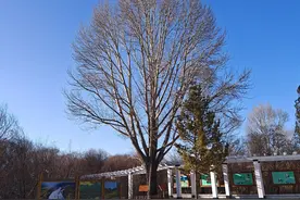 新华全媒头条｜“三棵树”的守望与传承图片