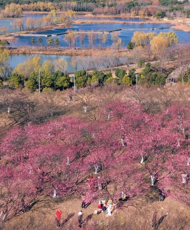 武汉梅花美到封神！官方赏梅地图请收好