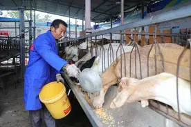 南充高坪：“大户带小户” 养羊走新路图片