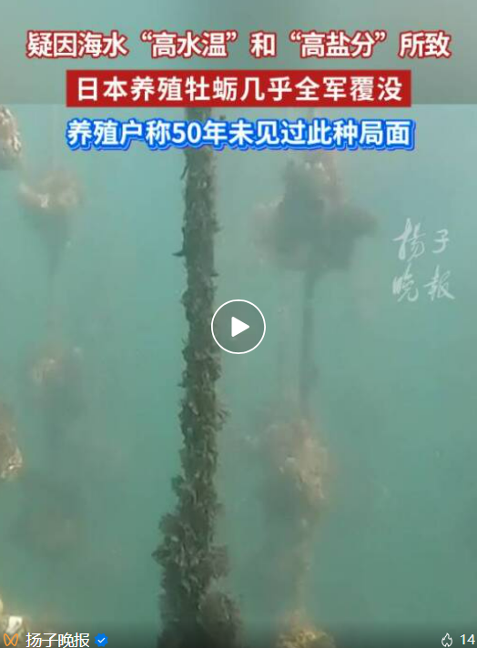 日本政府调查广岛牡蛎大规模死亡原因