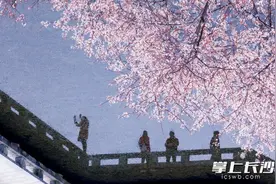 图视汇｜春日限定！长沙望月公园樱梅同绽图片