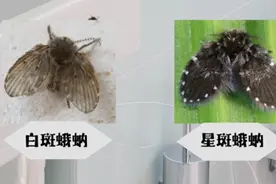 这种小飞虫携带多种致病微生物，常常在家里这几个地方出现图片