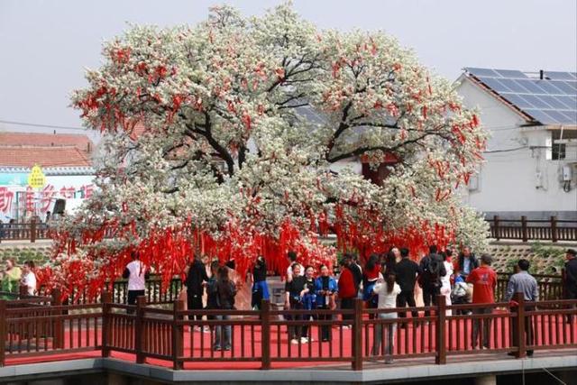 梨香书院：一棵“文化梨树”如何结出惠民万果