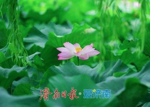 一年四季 泉在济南丨泉城公园“并蒂莲”凋谢，“连体”莲蓬引市民围观