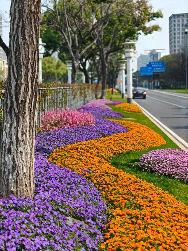 美出圈！来惠山走花路啦~