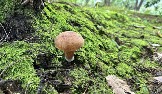 假期新点子，进山捡菌子