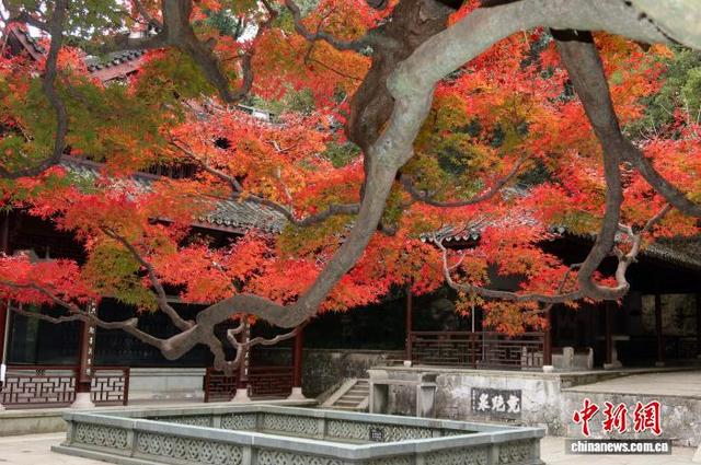 浙江杭州：红枫层林尽染 引游客竞相打卡