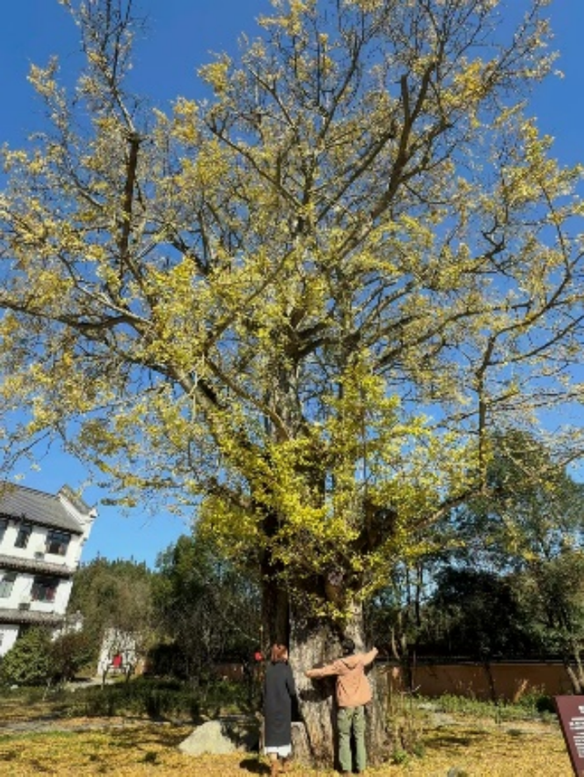湖南绝美银杏打卡地，太出片了