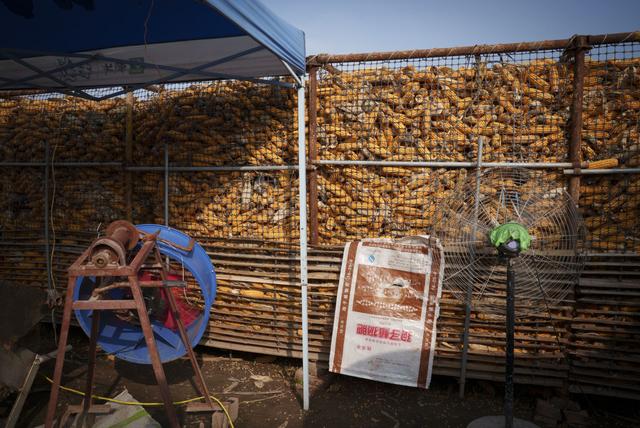 与秋雨“抢粮”	，河南玉米的烘干故事