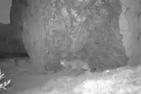 “最不为人知的猫科动物”荒漠猫首次现身九寨沟图片