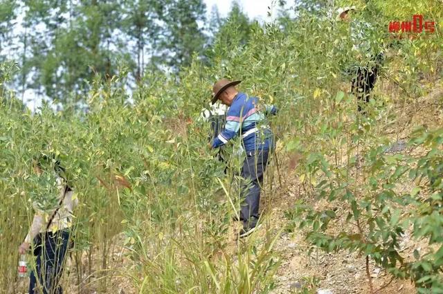 可俯瞰动车穿行山野,广西一山顶机位走红!紧急提醒:非景区,尚未开发